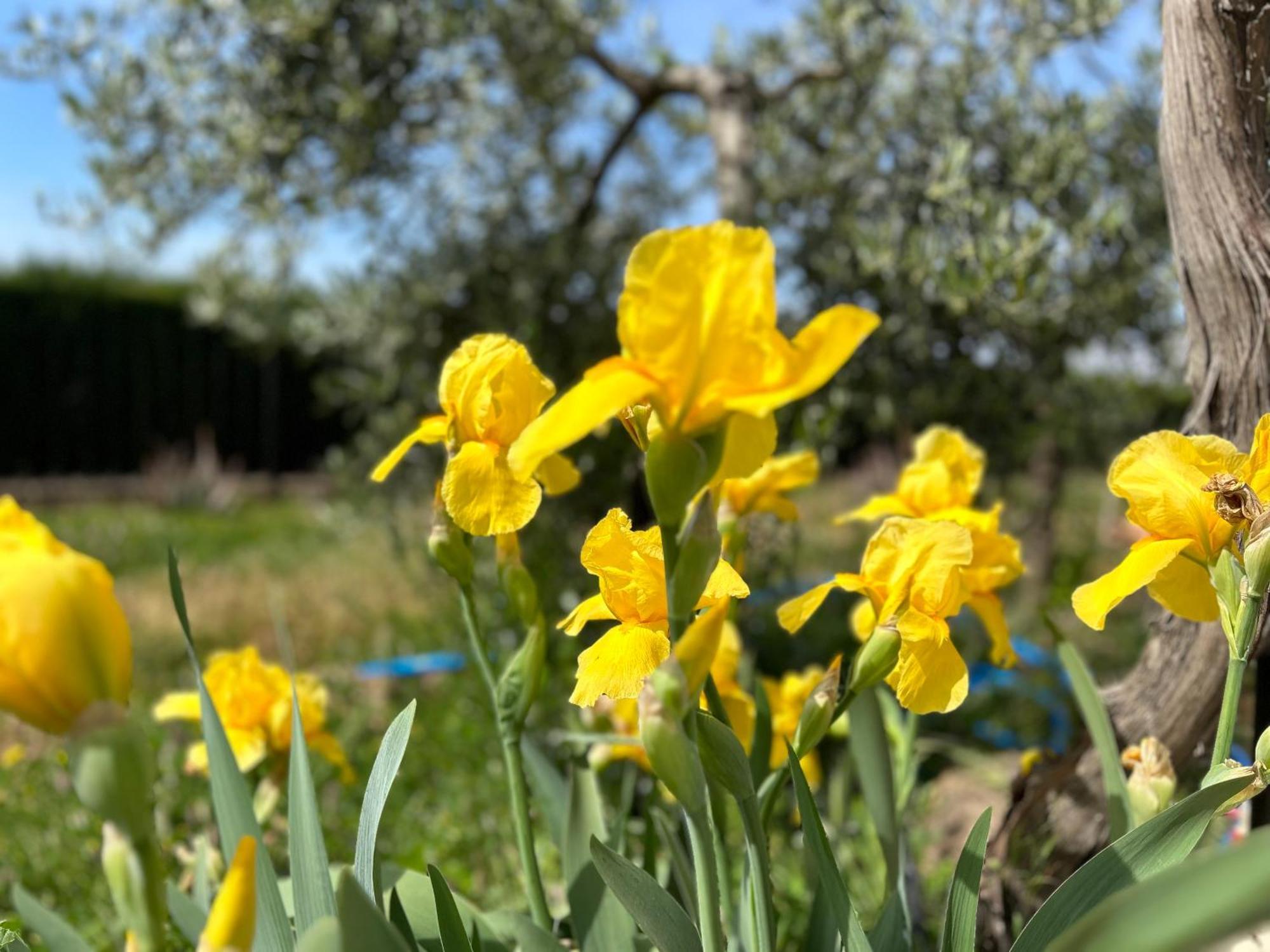 Villa Rustica En La Alpujarra - La Gualalla - Soportujar Каратаунас Экстерьер фото